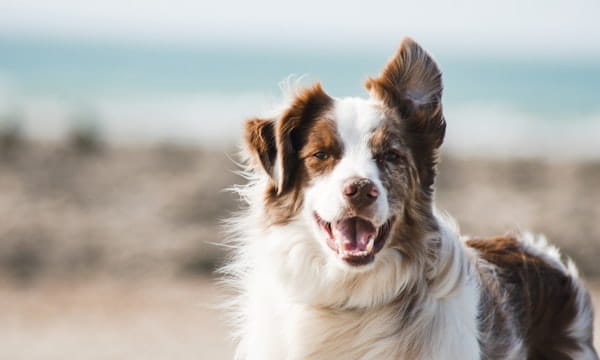 Dom z pupilem czyszczenie bez chemii Zestaw Animals Raypath